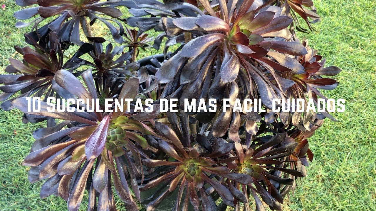 10 Succulentas de mas facil cuidados 🌱