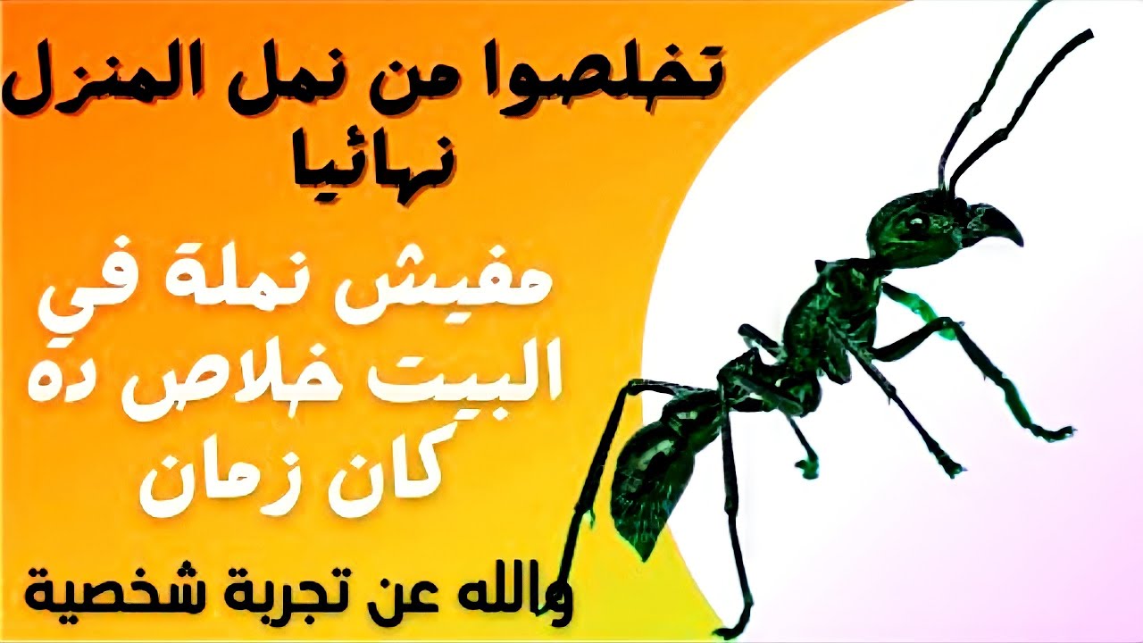 طريقة القضاء على النمل بالمنزل والتخلص من النمل نهائيا