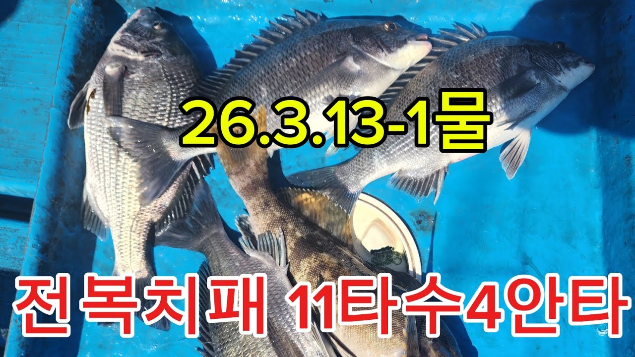 완도감성돔#전복치패낚시#카고낚시#대물#감성돔