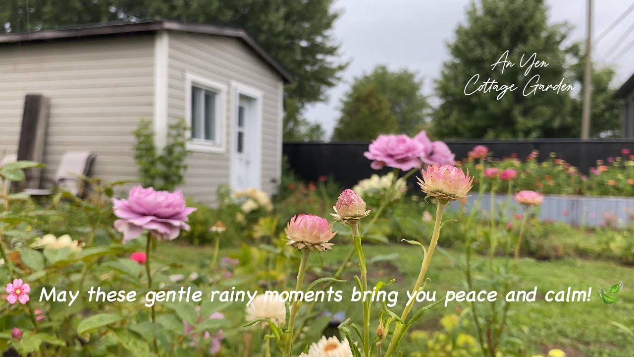 Gentle Rain on Flowers 🌧️🌸Cottage Garden (natural sound, piano music, no-talking)