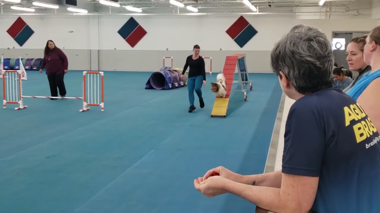 Jamie UKI Agility - Beginner Gamblers 10/29/22