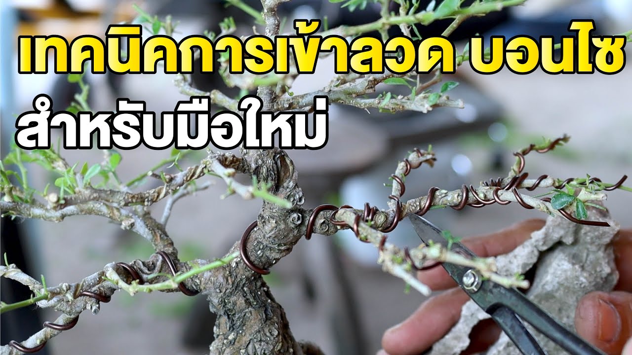 Bonsai Station [บอนไซมือใหม่ป้ายแดง] EP.19 เทคนิคการเข้าลวดบอนไซ สำหรับมือใหม่