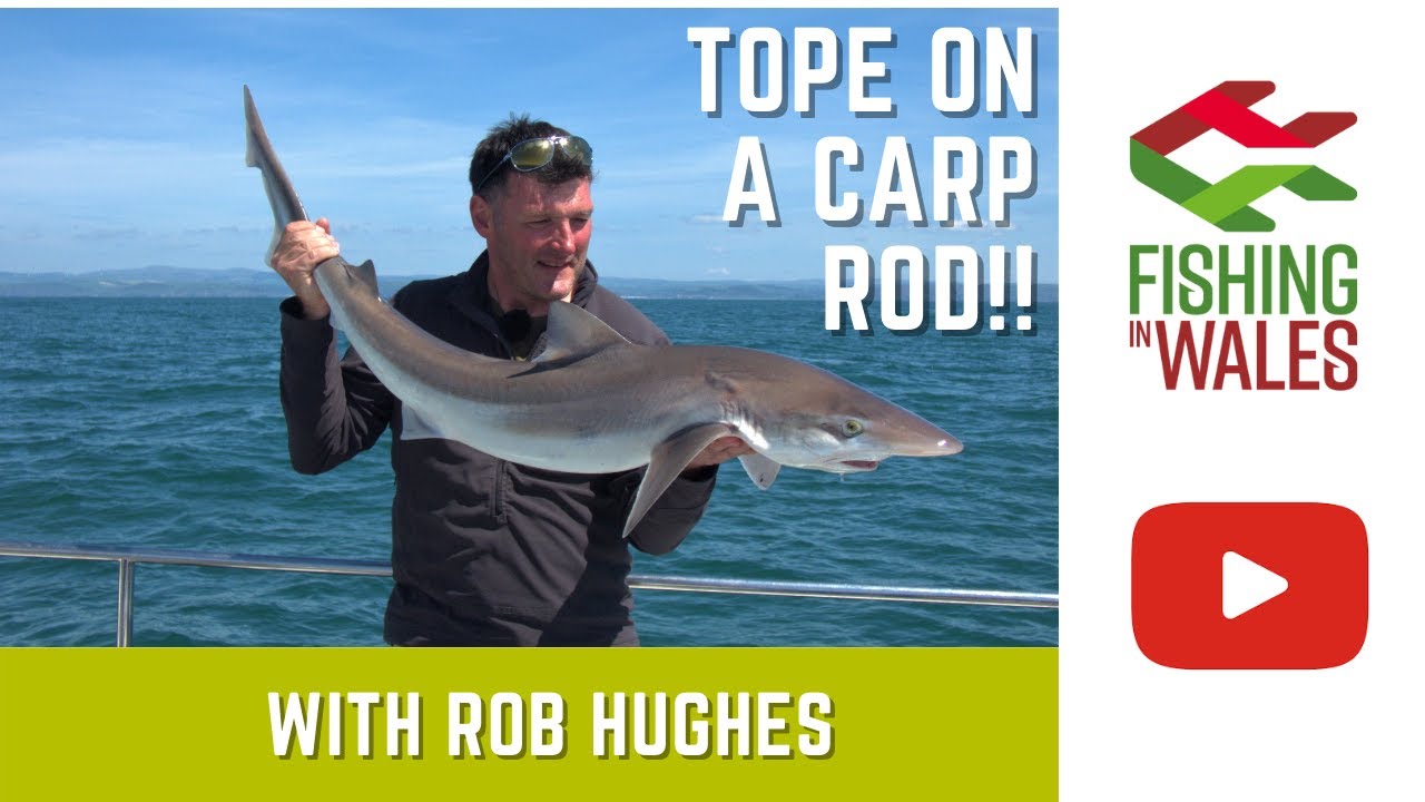 Sea Fishing In Wales - Tope on a carp rod!!