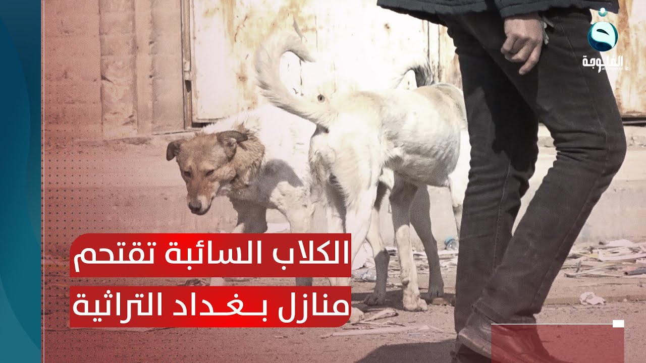 الكلاب السائبة تقتحم منازل بغداد التراثية وتتخذها مستعمرات لها  | تقرير : علاء الحديدي