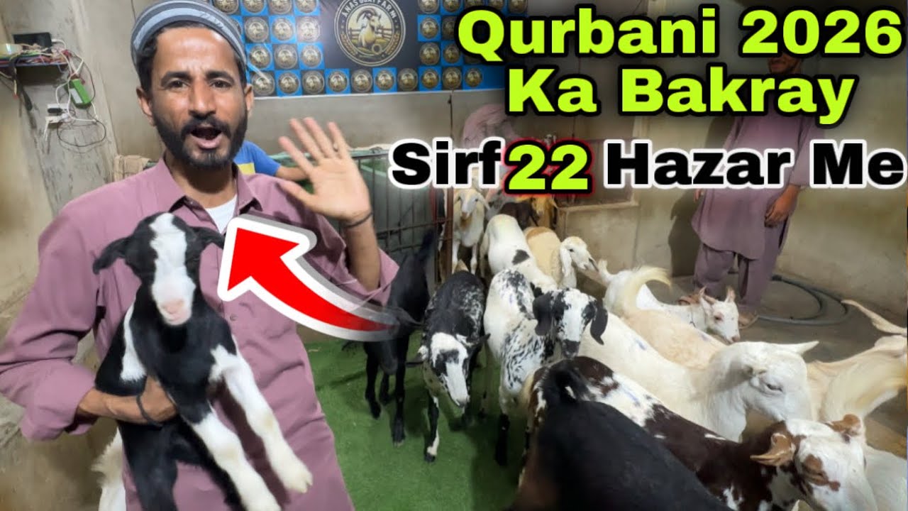 Sirf 20 Hazar Me 🚨 Qurbani 2026 Ka Bakray & Dumba | Sasti Bakra Mandi 😍