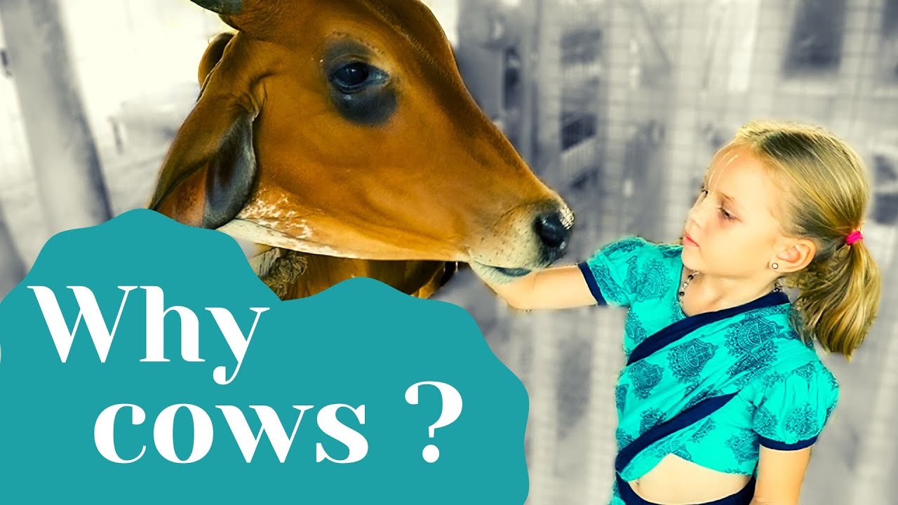 Save Cows - Save Society