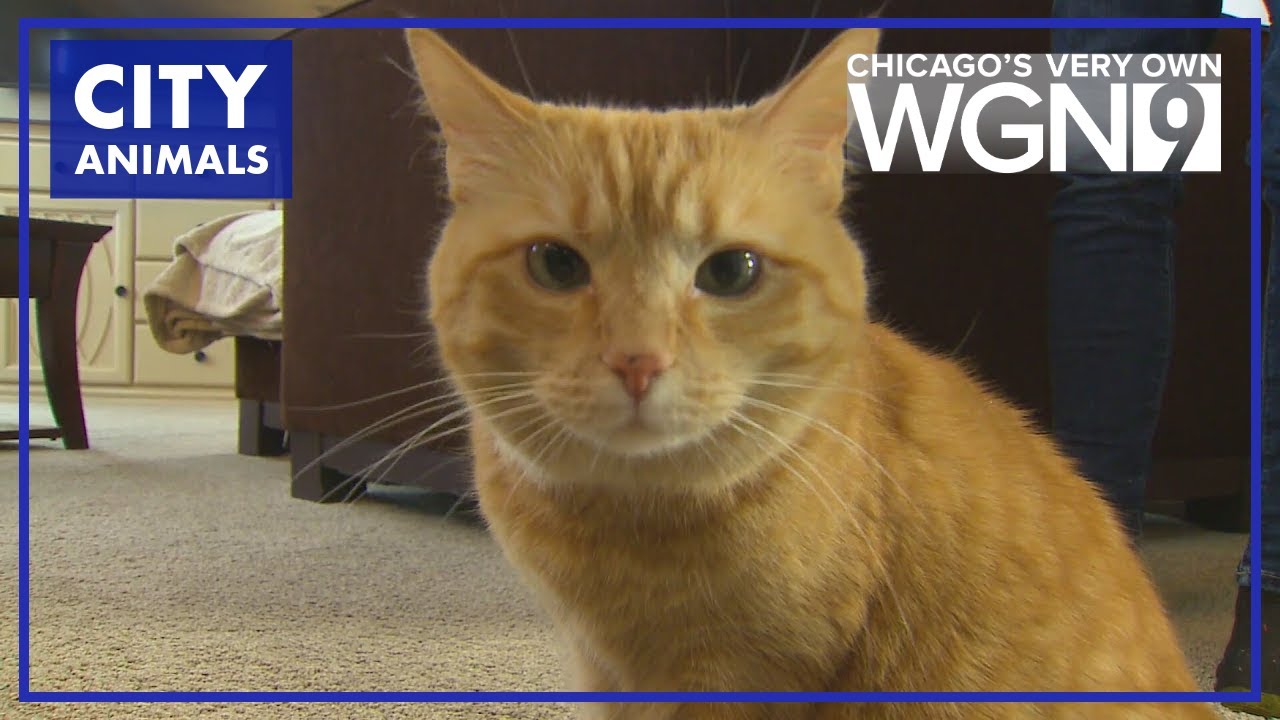 Viral cat helps mom spread awareness about abuse prevention | Good News Chicago