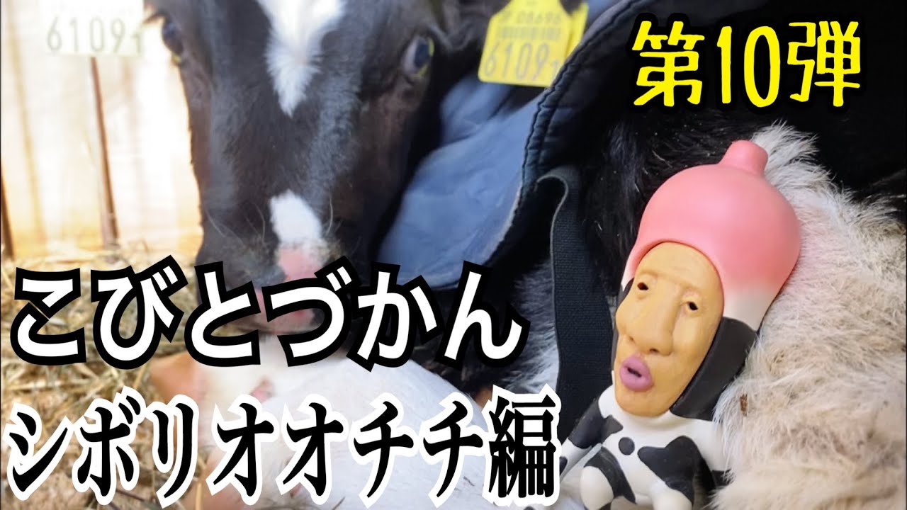 【こびとづかん 】シボリオオチチ見つけるまで帰れま10！！