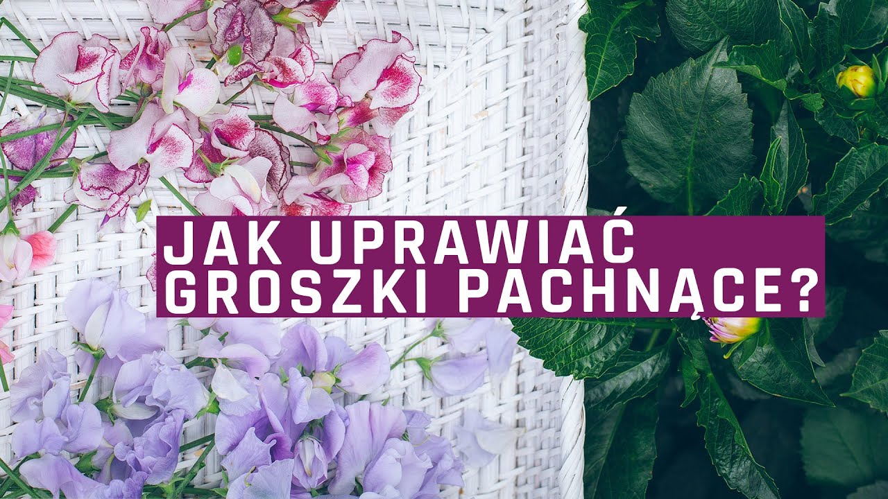 Kwiaty z ogrodu- groszek pachnący - siew, uprawa, praktyczne porady.