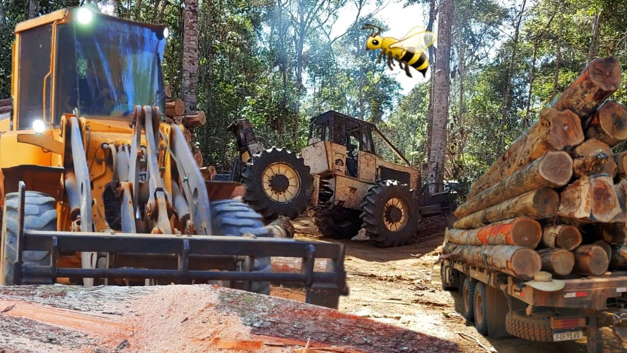 Carregamento do Caminhão 3344 com o Eskideer Ts22 esplanando madeira. Mafia da tora.