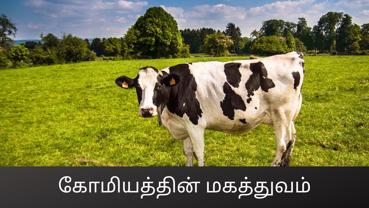 கோமியத்தின் மகத்துவம் #129(Magnificence of komiyam(Cow's Urine))_C.K.Nandagopalan