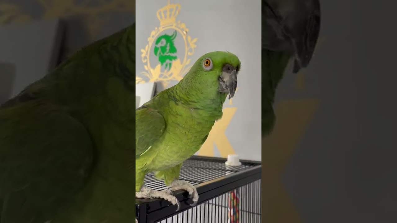 Loro hablando ingl&eacute;s