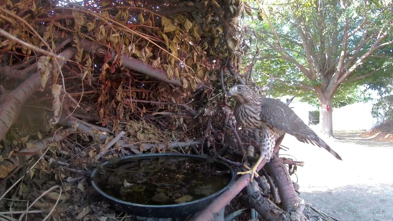 Cooper&rsquo;s Hawk &mdash; or Sharp-Shinned Hawk?
