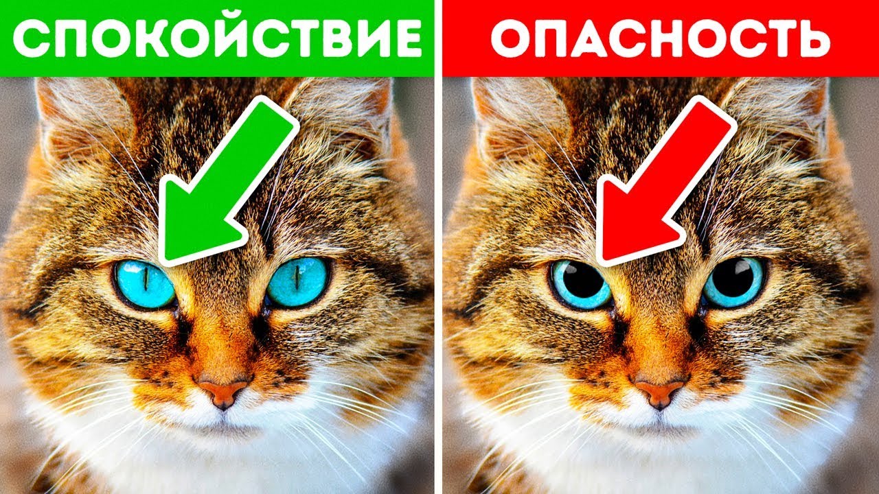 12 Признаков Того, Что Ваш Питомец Взывает о Помощи