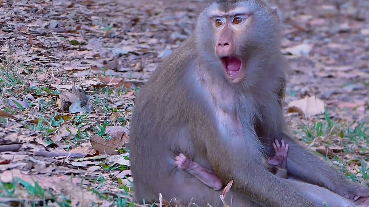 How sweetie!! monkey Libby wanna her newborn baby Lily to learn walking
