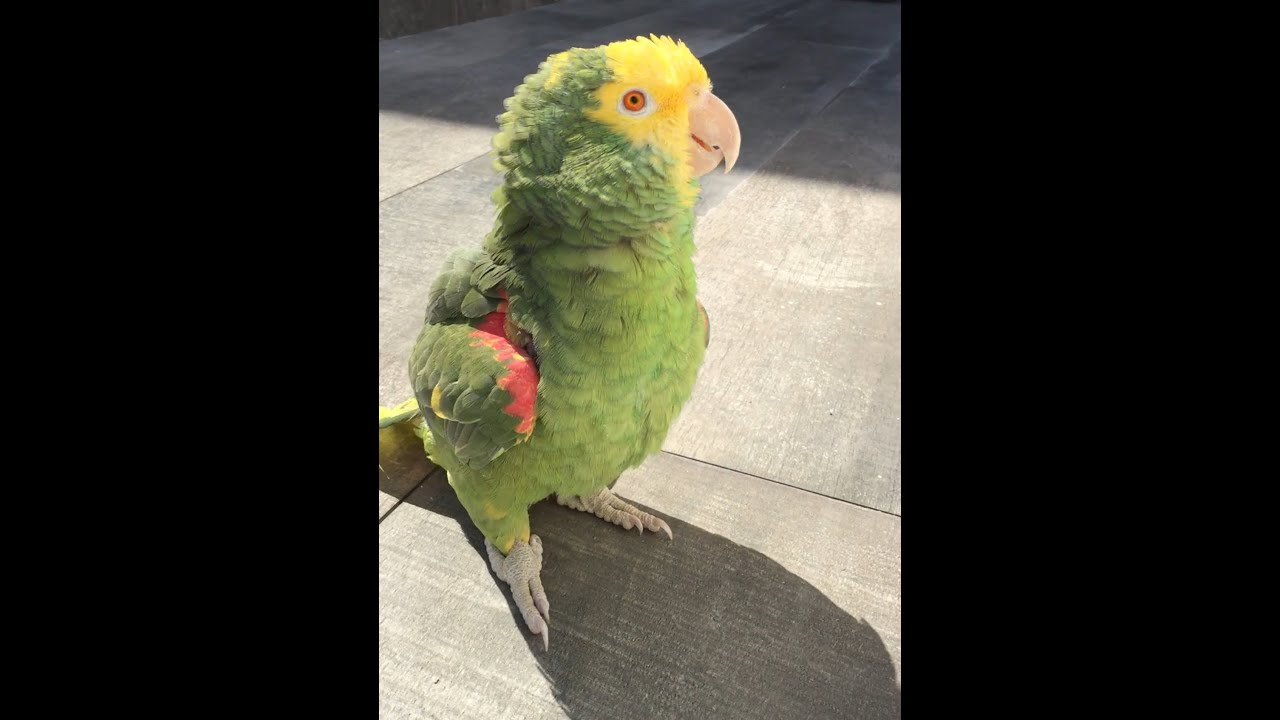 LOROS CANTA MÚSICA DE MÉXICO