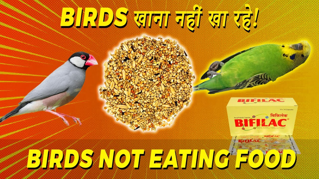 Birds NOT Eating in HOT Season | Birds Need Probiotics | Birds summer Treatment | Happy Budgies
