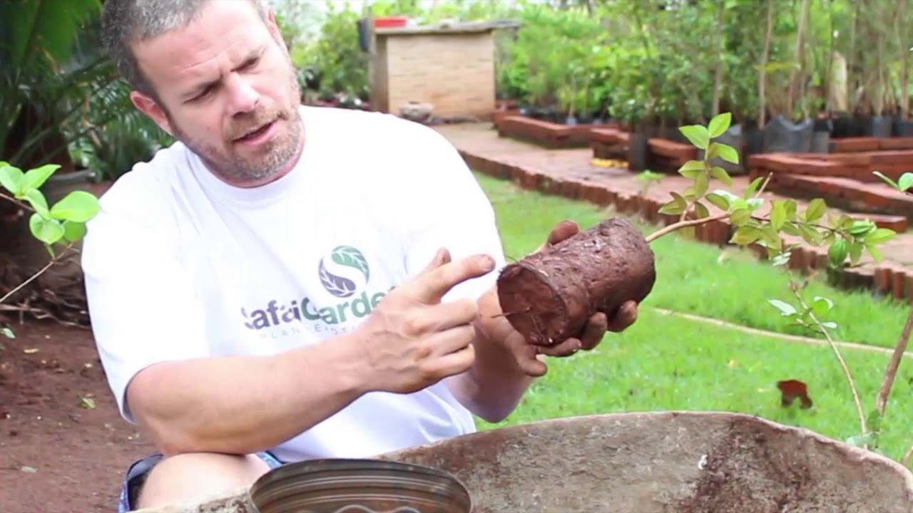 Como plantar a fruta pitangatuba em vaso