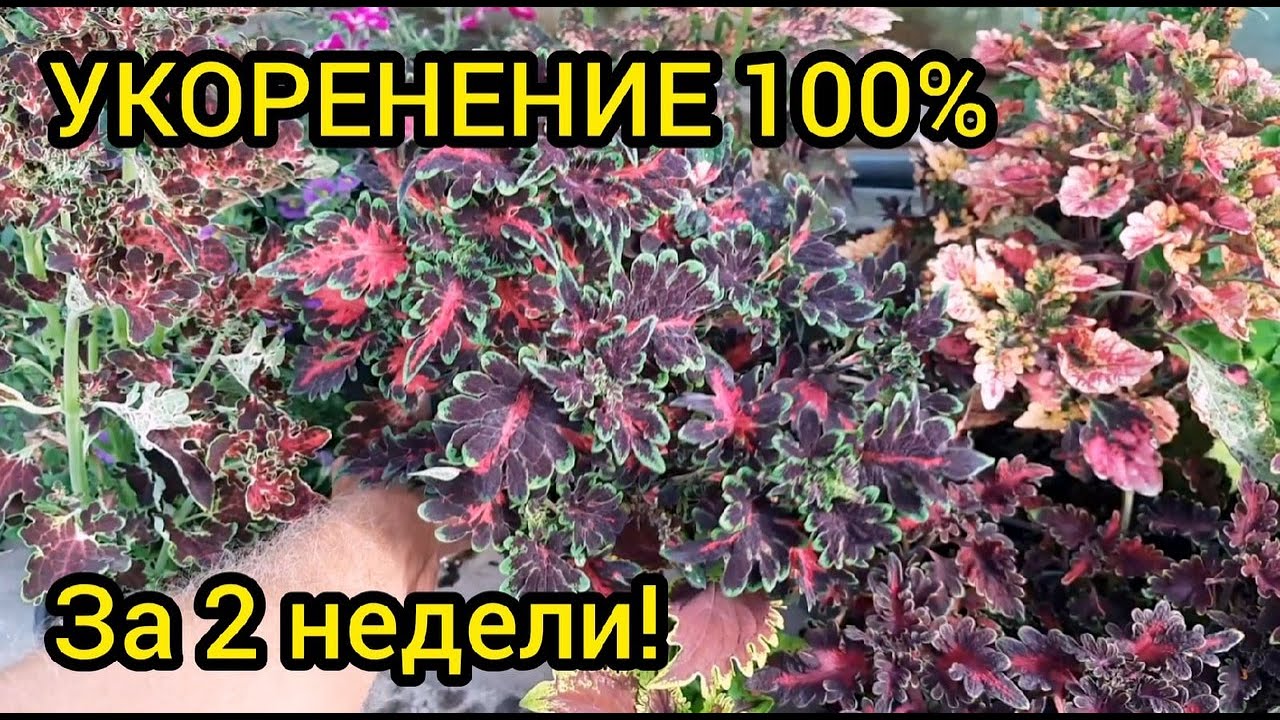 Размножение колеусов черенками - БЫСТРО и ПРОСТО!