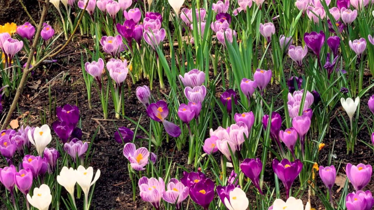 Plantation crocus