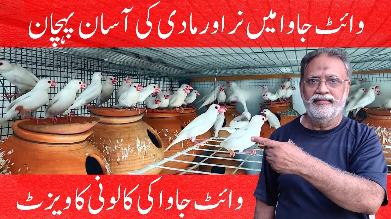 DIFFERENCE BETWEEN MALE OR FEMALE IN WHITE JAVA SPARROW