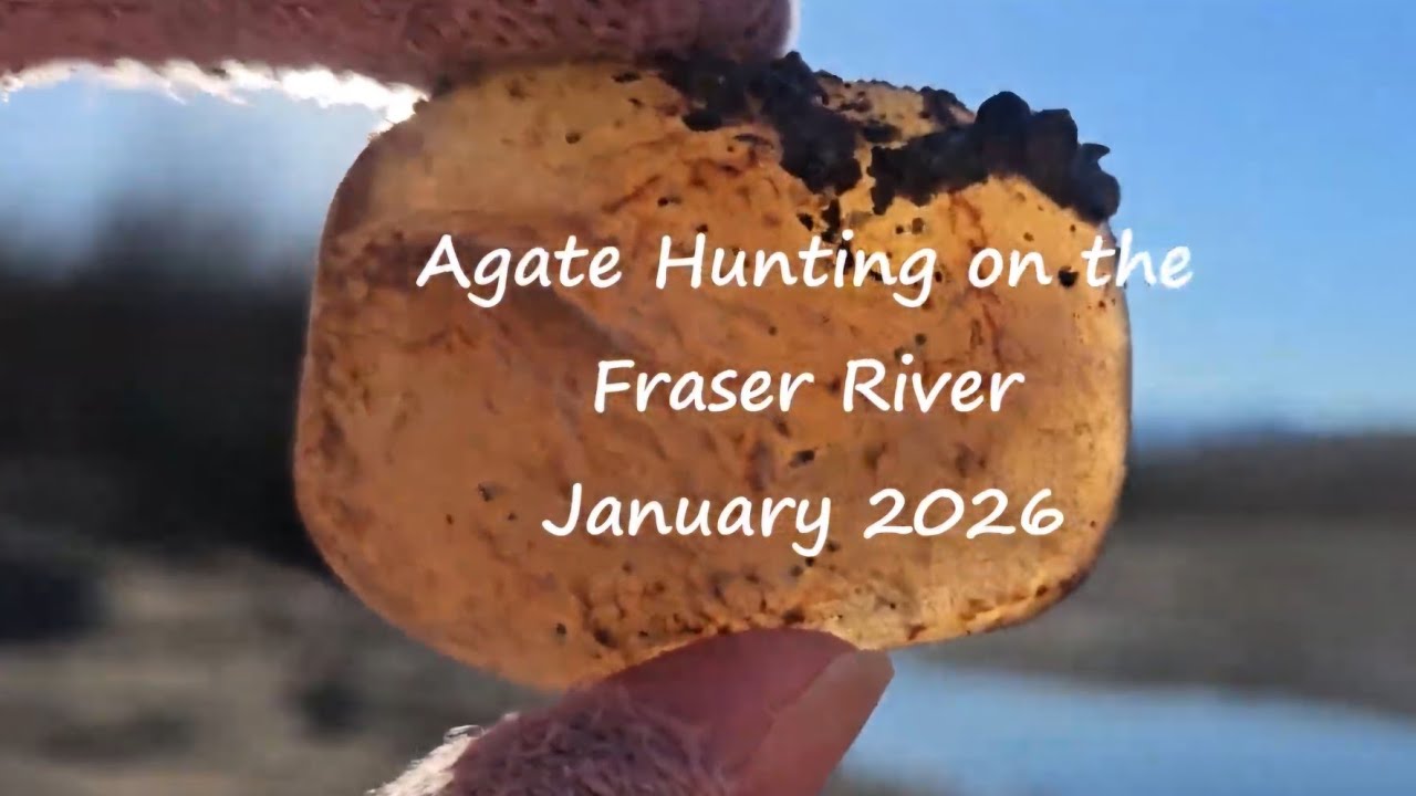 More agate hunting on the Fraser River, January 2026