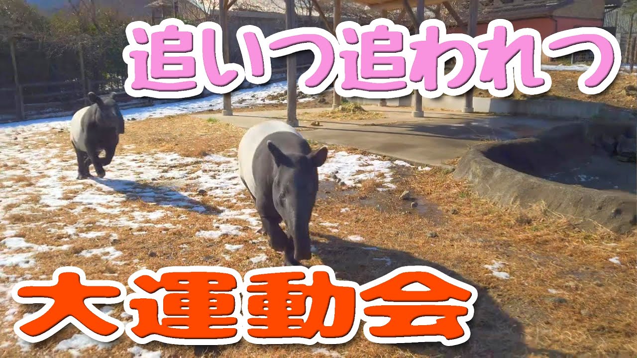 【 マレーバク 】爆走！運動会