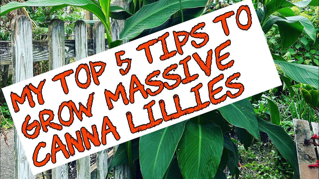 My Top 5 tips---How to grow MASSIVE Canna lilies