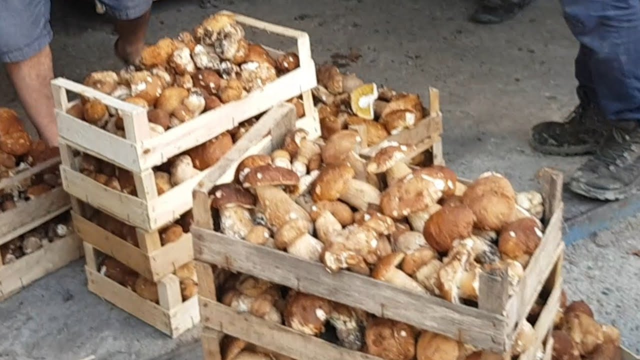 Funghi porcini 2019,  เห็ด , Steinpilze , Boletus , Mushrooms , гъби , 蘑菇