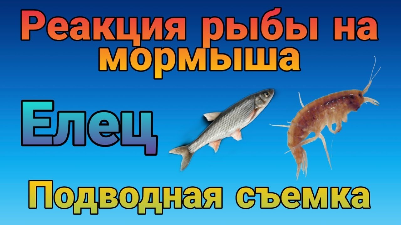 Реакция ельца на кормление мормышем