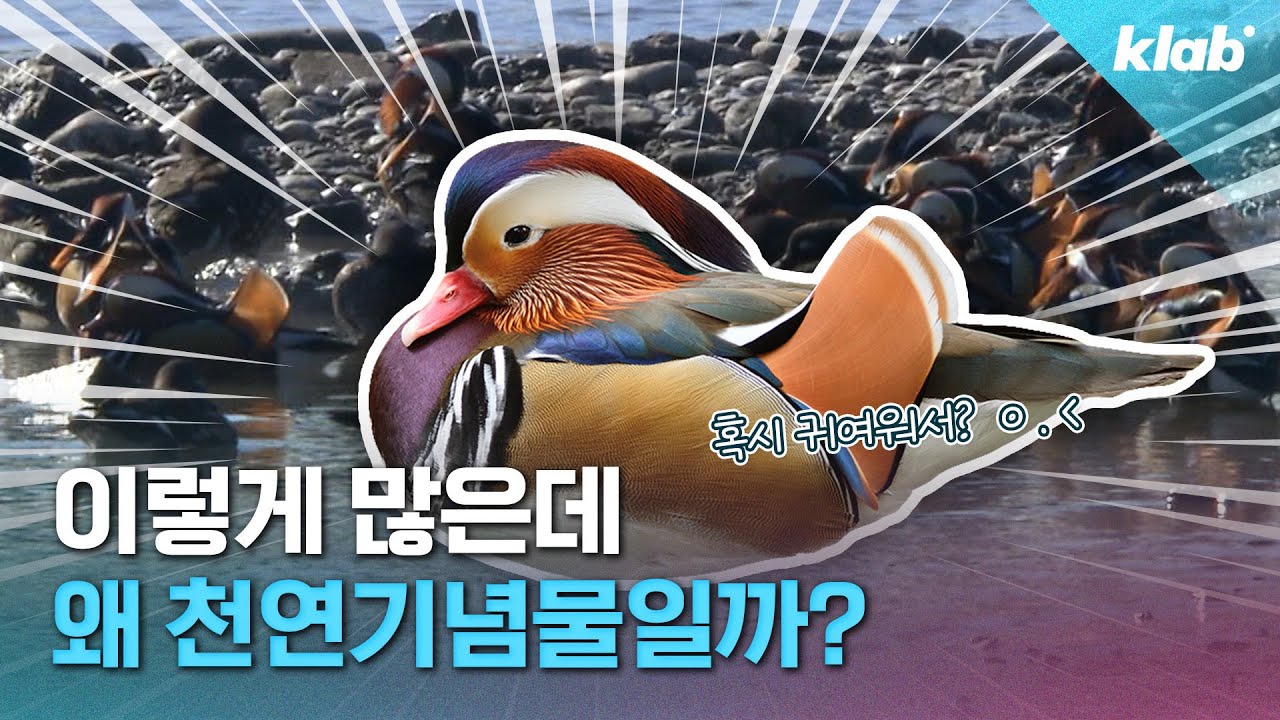 중랑천에 200마리나 나타났던 원앙, 그런데 왜 천연기념물일까?｜크랩
