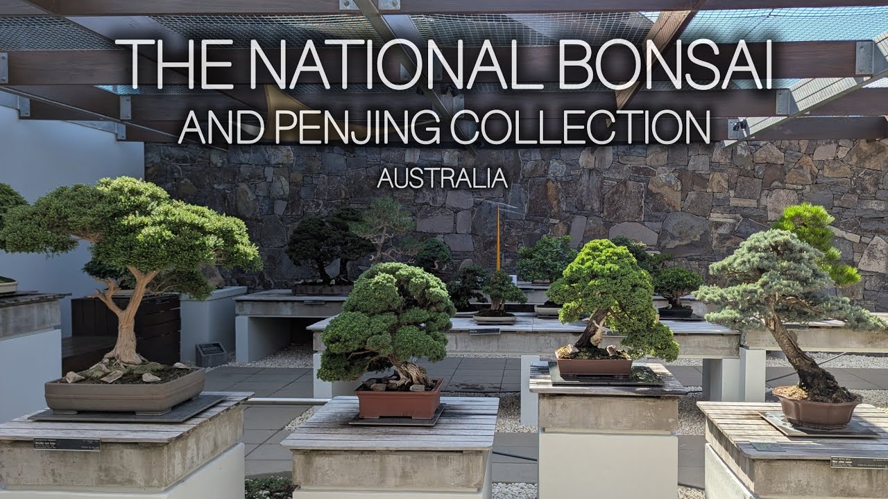 The National Bonsai and Penjing Collection | Canberra, Australia