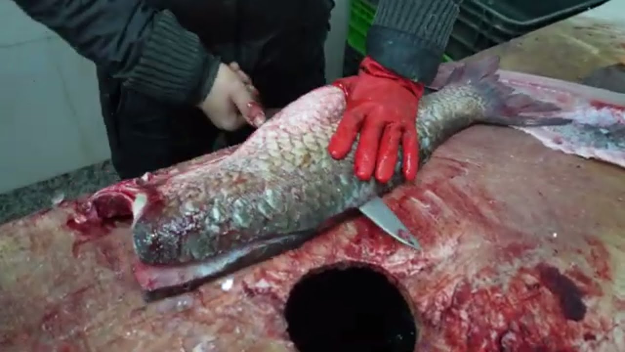 Am&uacute;r tiszt&iacute;t&aacute;sa fil&eacute;z&eacute;se konyhak&eacute;szre egyszerűen 4 perc alatt Cleaning and filleting grass carp read