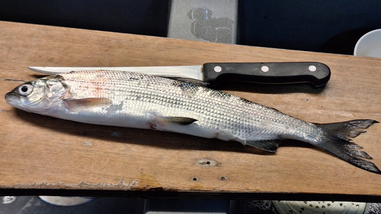 Pesca sul Garda 5marzo 2026 na bondella 1