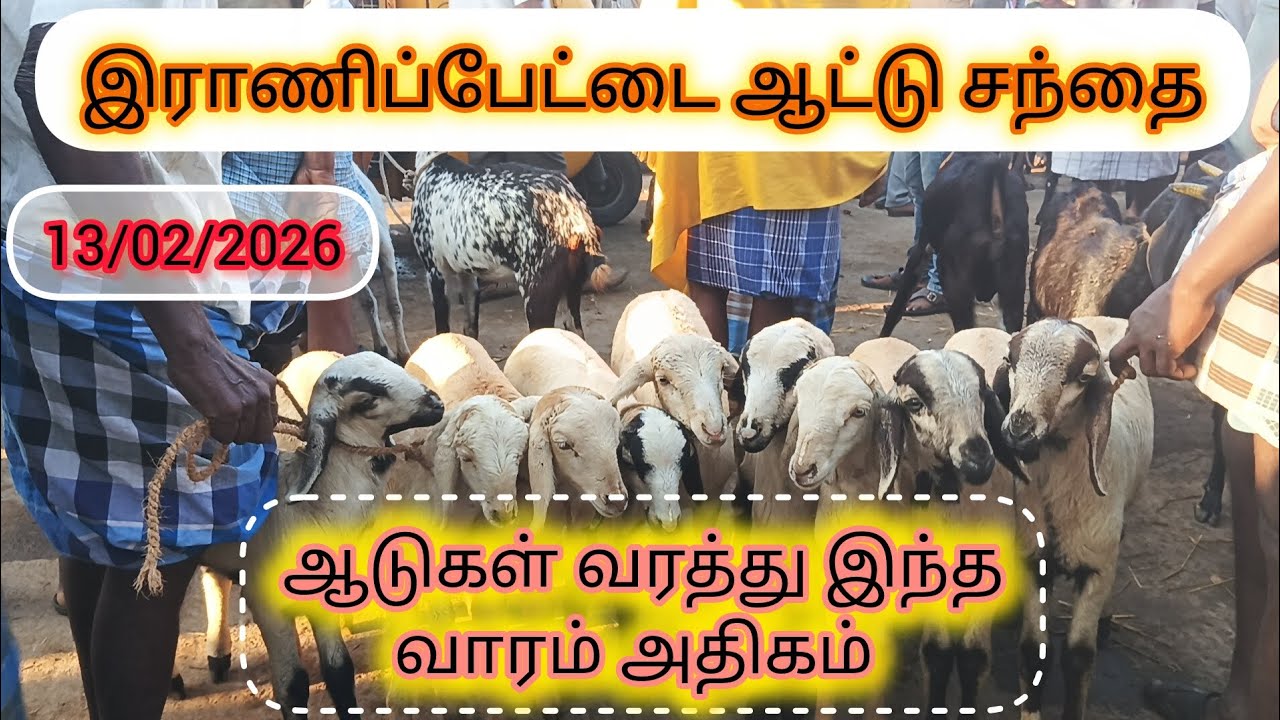 Ranipet aadu santhai 13/02/2026 #santhainilavaram#ranipetaadusanthai#santhai#aadusanthai#ranipetnews