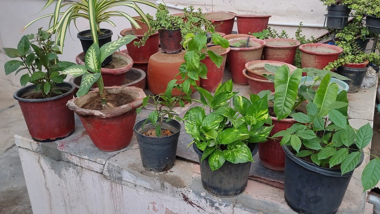 BIG Mistakes in Propagating Plants from Cuttings || Cutting Mistakes that All Gardeners Make