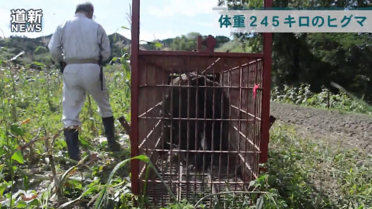 箱わなに体重２４５キロのヒグマ　苫前
