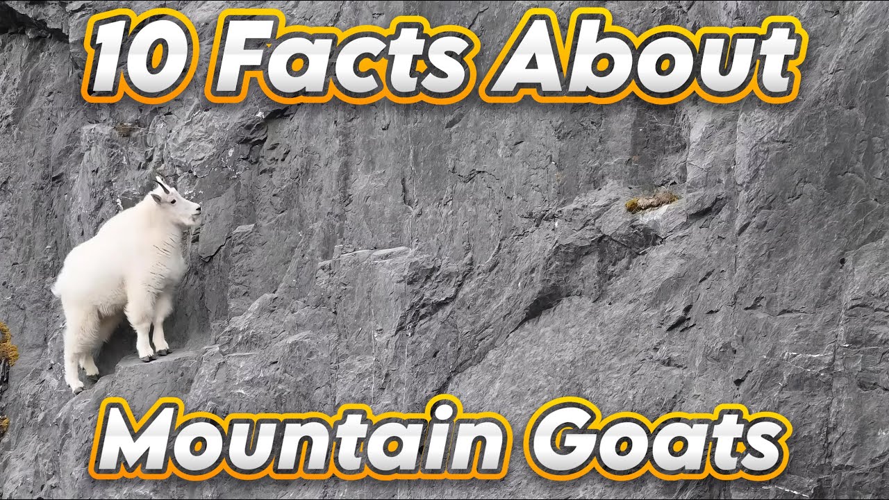 10 Incredible Facts About Mountain Goat