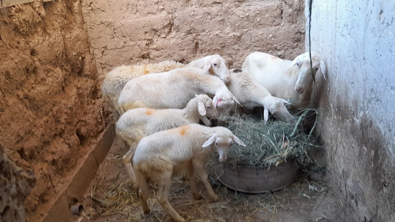 الطريقة الصحيحة باش تحافظ على السلالة ديالك وتخليها نقية🐑😍