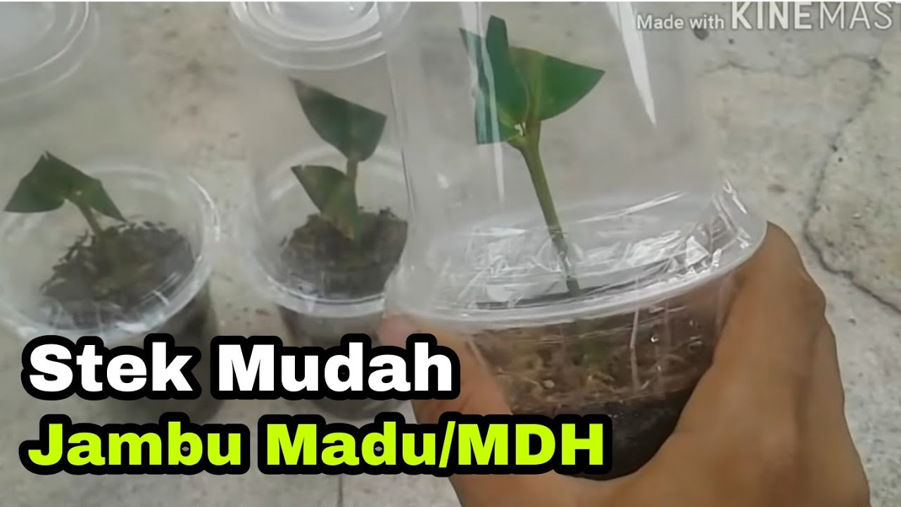 Stek Pucuk Jambu Madu Sukses Mudah! usaha yang cocok untukmu