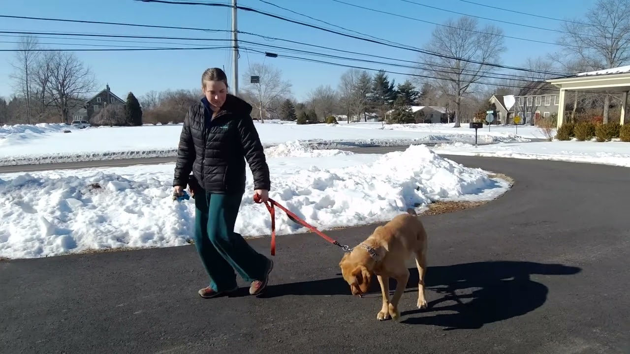 Ray the Yellow Labrador Retriever | Outdoor Leash Skills | Week 3 Board and Train Review