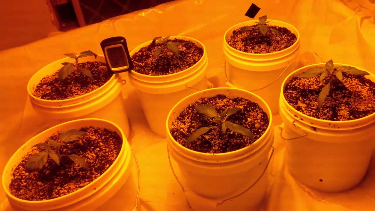 Auto Think Different Grow Journal in Coco 600w hps