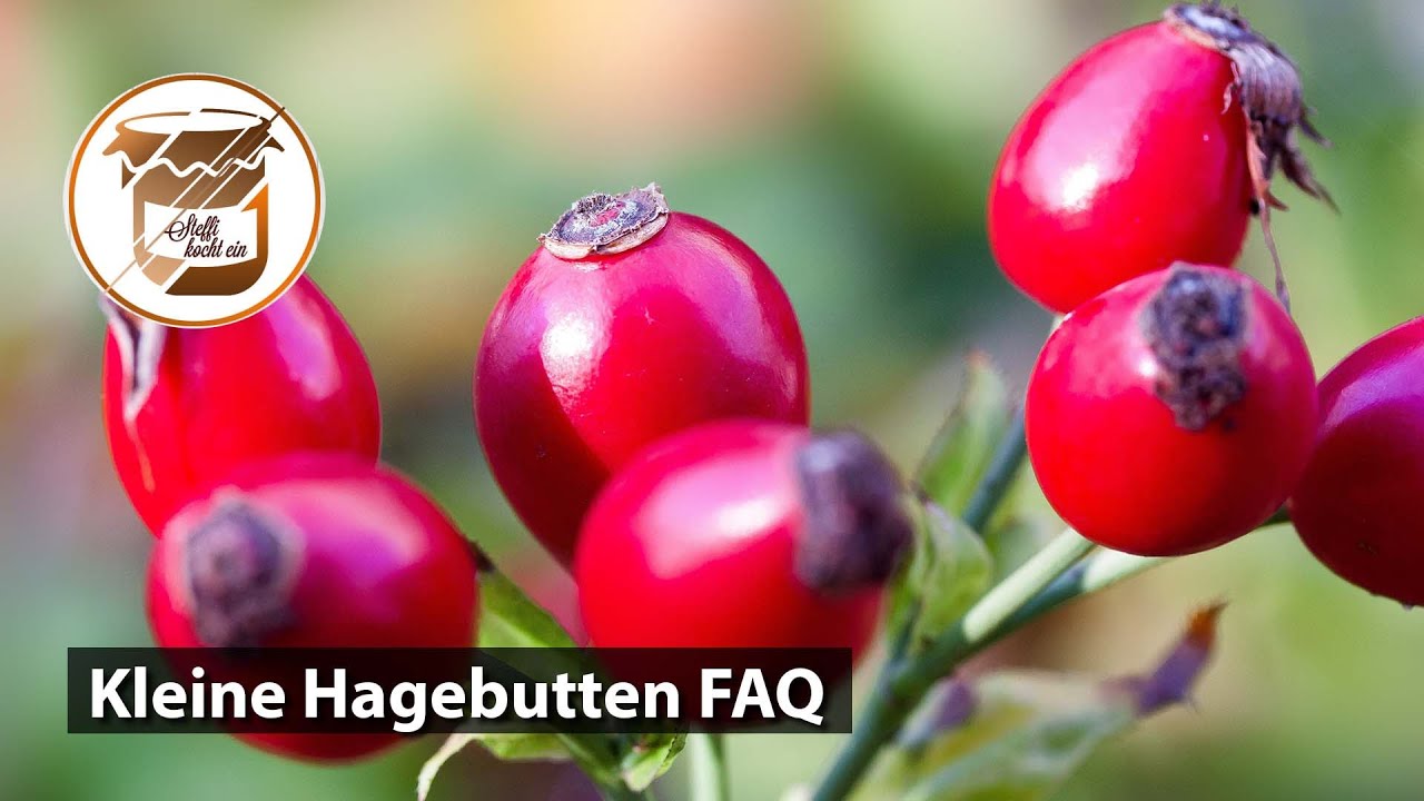 Kleine Hagebutten FAQ