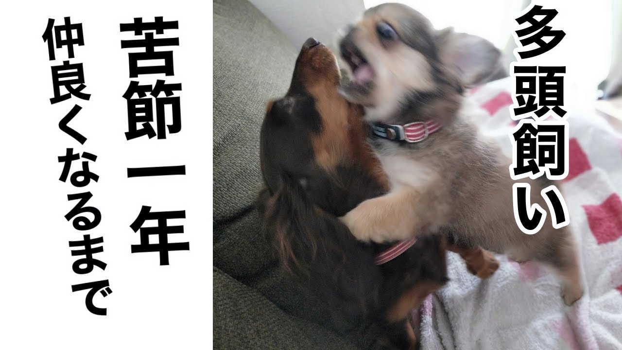 仔犬を迎えました!先住犬と仲良くなるまでの波乱万丈な1年【多頭飼い】【ミニチュアダックスフンド】【ペキニーズチワワmix】