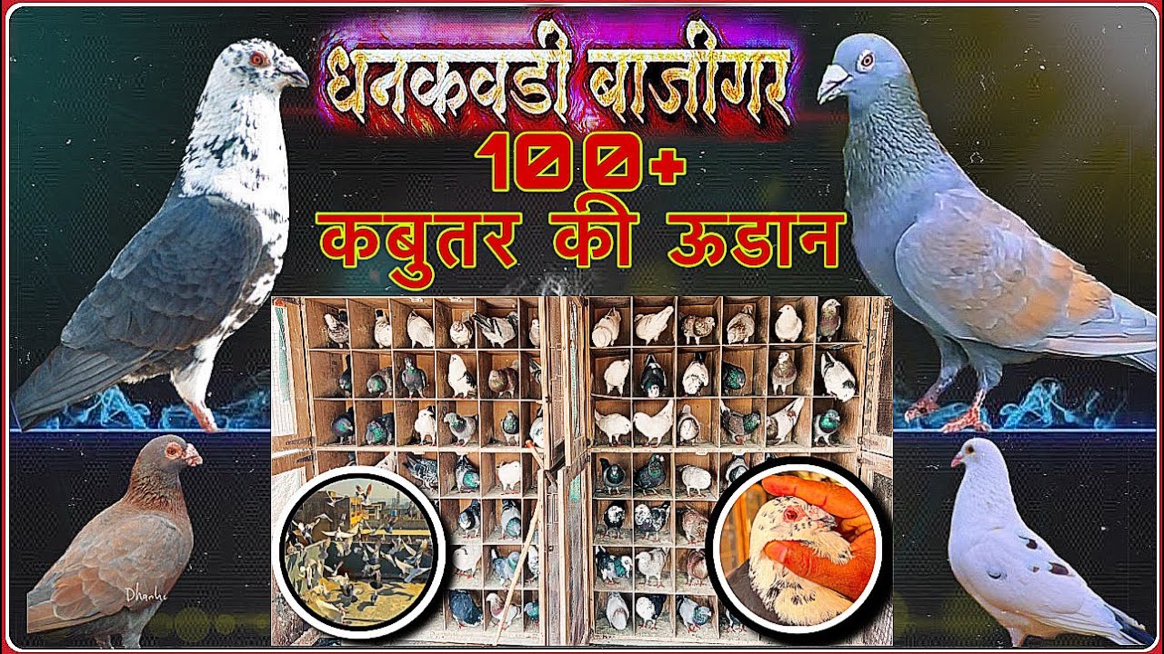 धनकवाडी बाजीगर १००+ कबूतरांची पलट हवाबाजी🔥🕊️👑#pigeon #bird #kabootar #birdspecies #pigeonlove