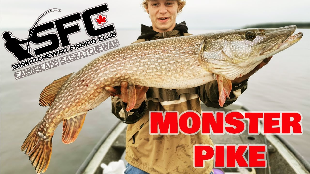Northern Pike Fishing Saskatchewan : Canoe Lake , SK Canada Catching Monster Pike On The Lake.