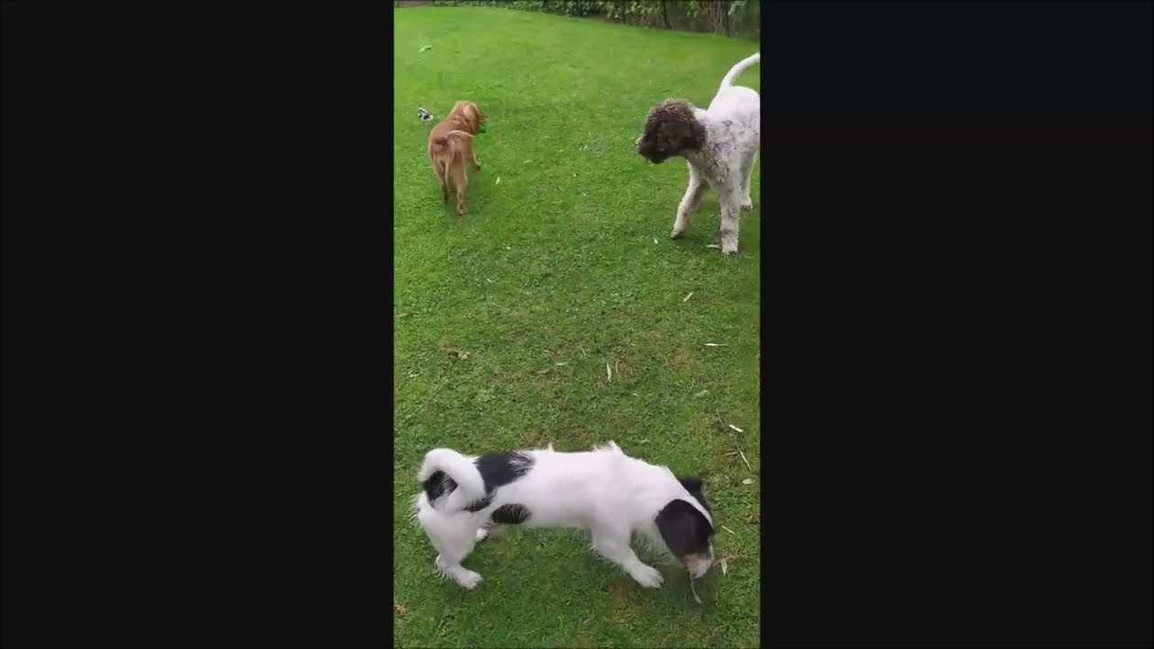 Tierbetreuung Boenen - Hundepension und HuTa