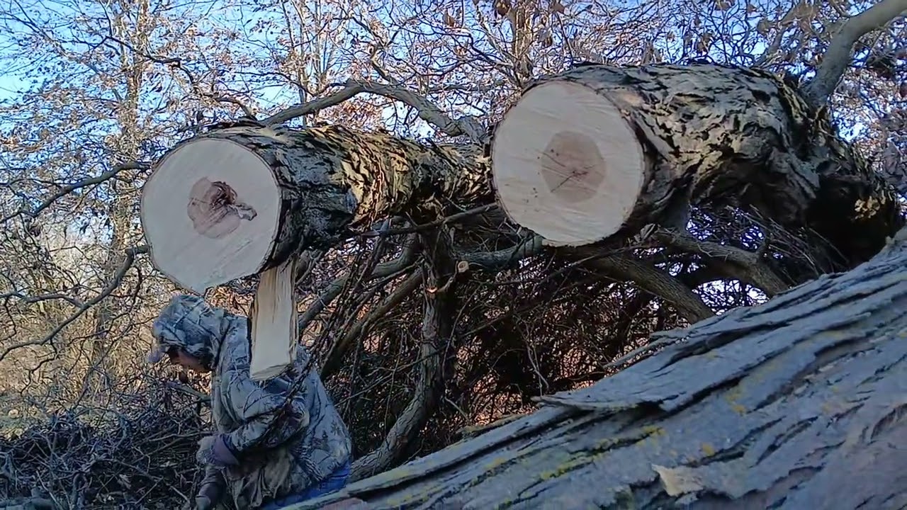 Farm Fun - Hickory Cleanup