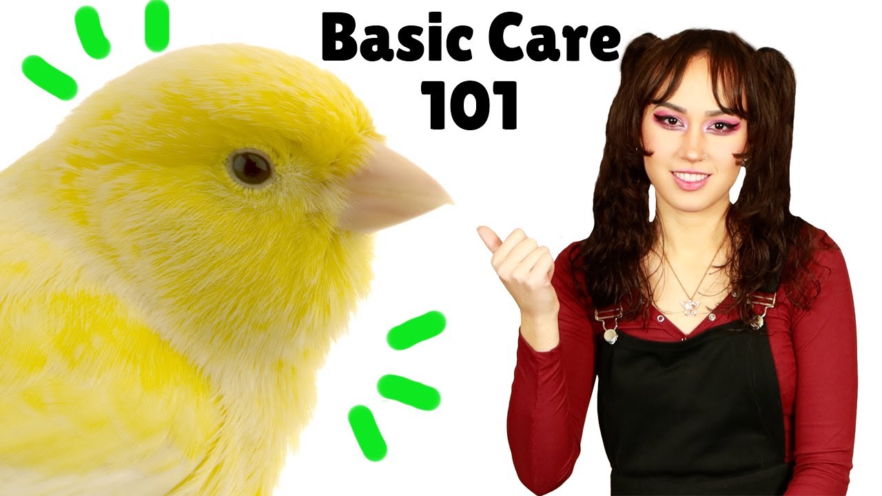 Canary Care 101 | How to Care For Domestic Canary Birds | Essential Care Tips
