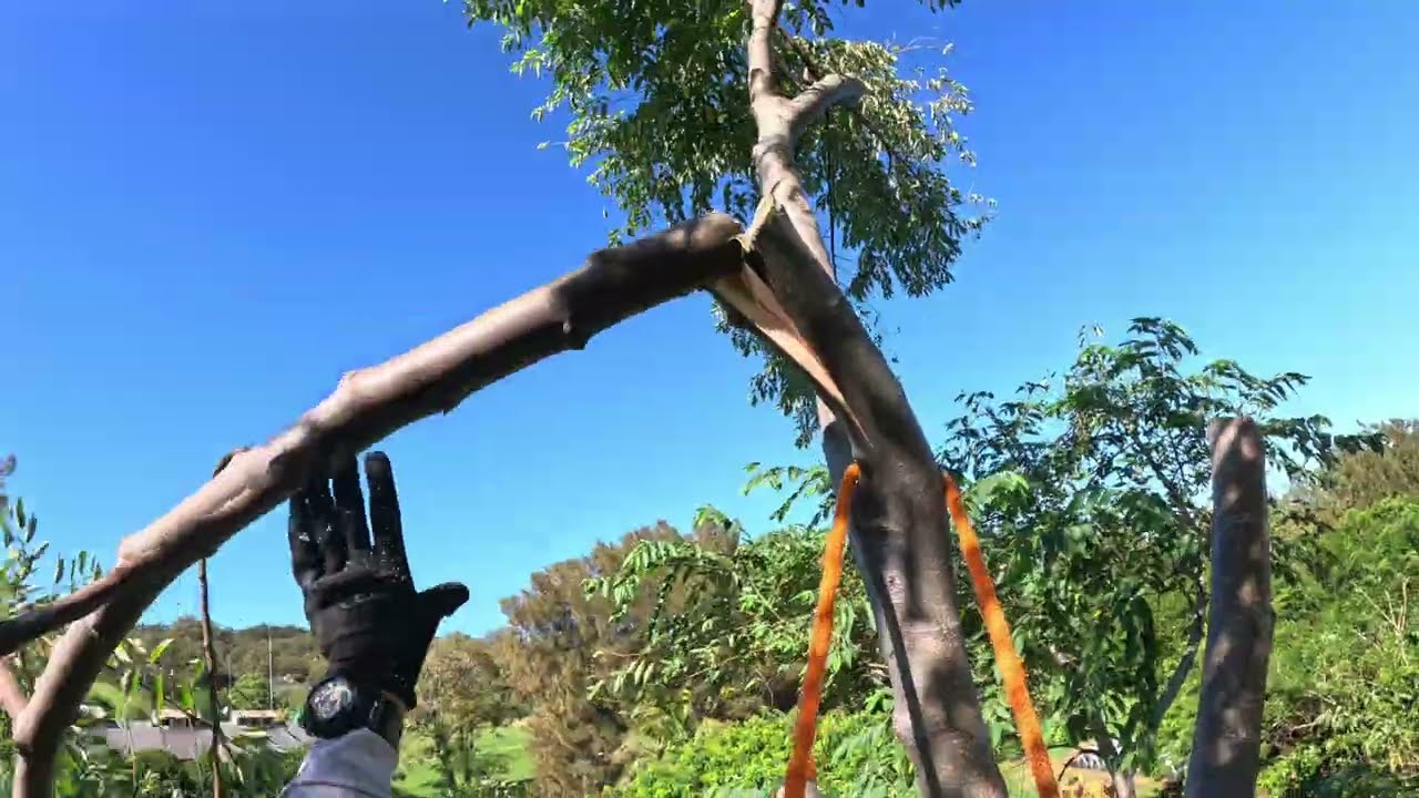 Invasive Gunpowder Tree Removals